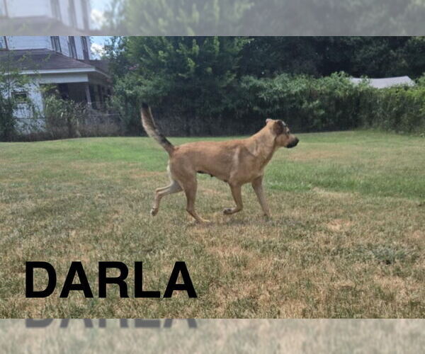 Medium Photo #1 Mutt Puppy For Sale in Woodbury, NY, USA