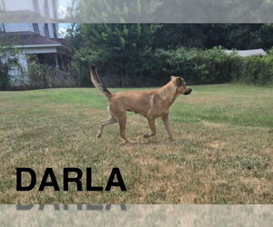 Mutt Dogs for adoption in Woodbury, NY, USA