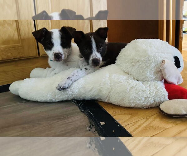 Medium Photo #6 Huskies -Labrador Retriever Mix Puppy For Sale in Princeton, MN, USA