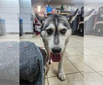 Zola - Female Siberian Husky-Unknown Mix Dog for Adoption - Small photo