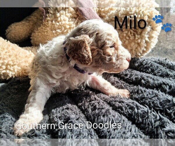 Medium Photo #14 Goldendoodle (Miniature) Puppy For Sale in GASTONIA, NC, USA