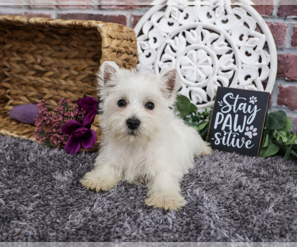 Medium Photo #5 West Highland White Terrier Puppy For Sale in SYRACUSE, IN, USA