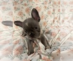 Puppy Puppy 2 French Bulldog
