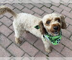 Small Photo #4 Mutt Puppy For Sale in Arlington, VA, USA