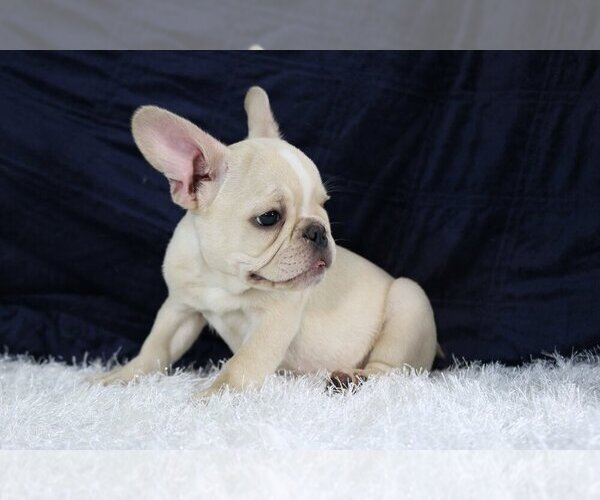 Medium Photo #3 French Bulldog Puppy For Sale in QUEENS, NY, USA