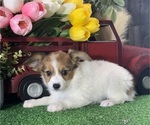 Small #3 Papillon