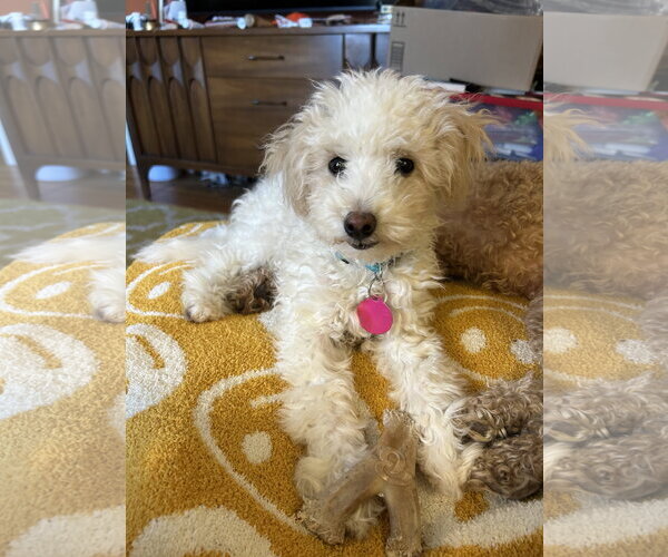 Medium Photo #3 Poochon Puppy For Sale in St. Louis Park, MN, USA