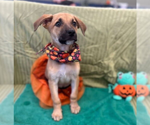 Medium Photo #5 German Shepherd Dog Puppy For Sale in Lakewood, CO, USA