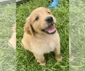 Golden Retriever Puppy for Sale in ROMEO, Michigan USA
