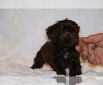 Small #15 Shih Tzu