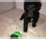 Small Photo #2 Aussiedoodle Miniature  Puppy For Sale in GOSHEN, IN, USA