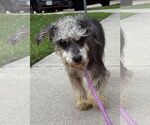 Small #1 Mutt