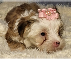 Morkie Puppy for sale in DICKINSON, TX, USA