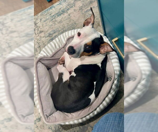 Medium Photo #3 American Pit Bull Terrier-Unknown Mix Puppy For Sale in Oakhurst, NJ, USA