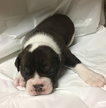 Medium Photo #1 Olde English Bulldogge Puppy For Sale in HOT SPRINGS NATIONAL PARK, AR, USA