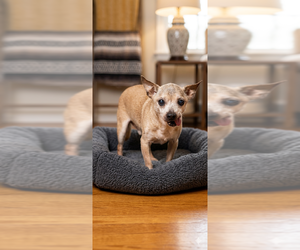 Chihuahua Dogs for adoption in Vail, AZ, USA