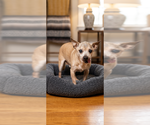 Small Chihuahua