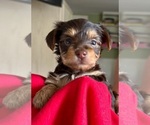 Small Photo #6 Dorkie Puppy For Sale in ZEPHYRHILLS, FL, USA