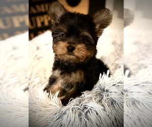 Yorkshire Terrier Puppy for sale in CROSSVILLE, TN, USA
