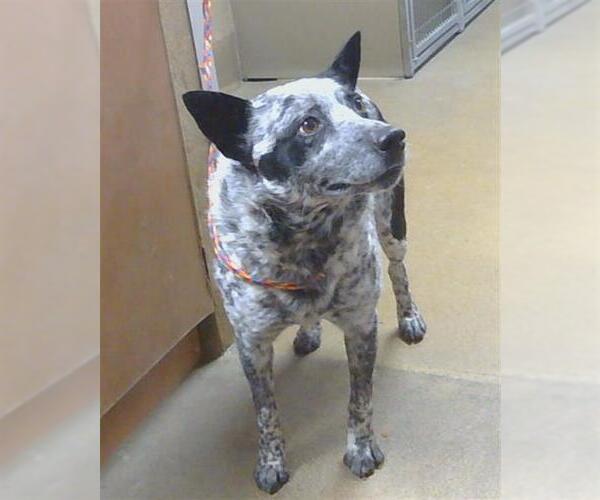 Medium Photo #1 Mutt Puppy For Sale in Sacramento, CA, USA