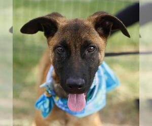 Mutt Dogs for adoption in San Antonio, TX, USA