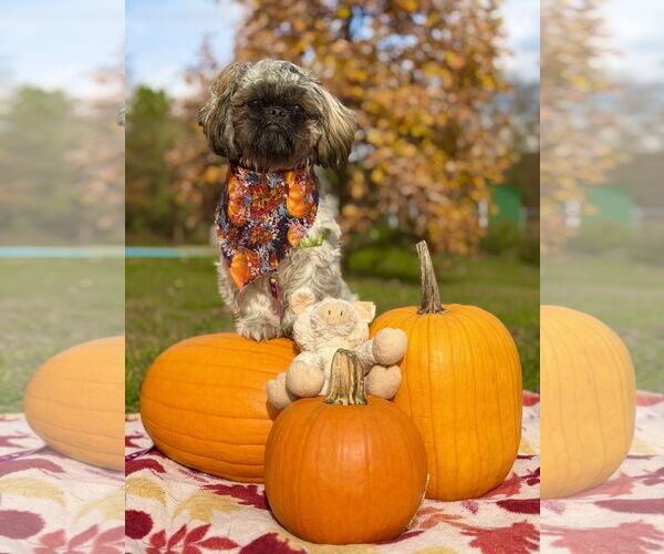Medium Photo #2 Shih Tzu Puppy For Sale in West Cornwall, CT, USA