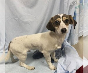 Chiweenie Dogs for adoption in Modesto, CA, USA