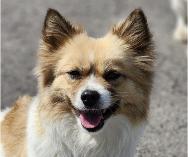 Medium Photo #1 Unknown-pomeranian spitz Mix Puppy For Sale in San Ramon, CA, USA