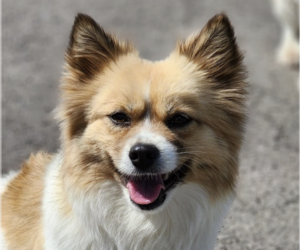 Unknown-pomeranian spitz Mix Dogs for adoption in San Ramon, CA, USA
