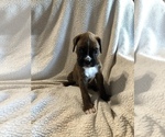 Small Photo #5 Boxer Puppy For Sale in PLEASANT HILL, IL, USA