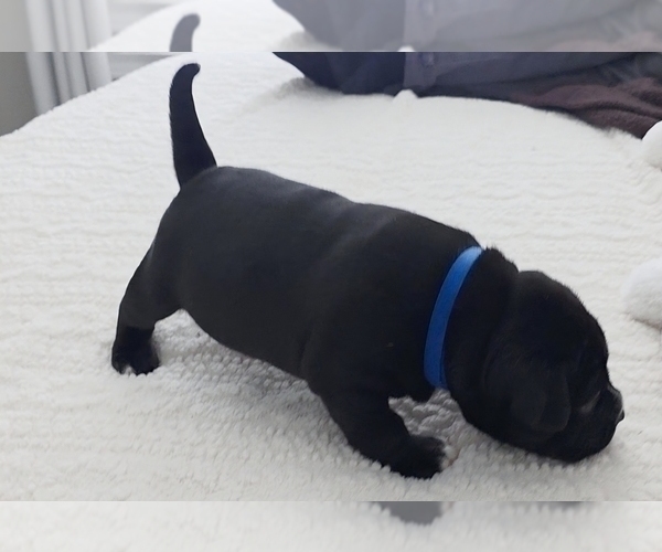 Medium Photo #6 American Bully Puppy For Sale in PADUCAH, KY, USA