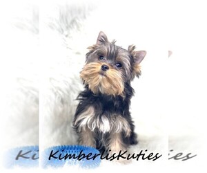Yorkshire Terrier Puppy for Sale in LIPAN, Texas USA