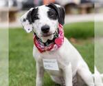 Small #10 Colonial Cocker Spaniel Mix