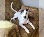 Small #1 Bull Terrier Mix
