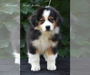 Australian Shepherd Puppy for sale in EASTON, MO, USA