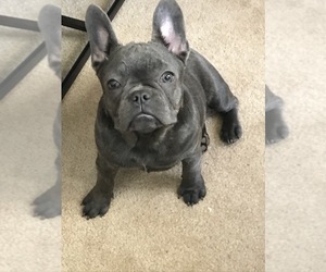 French Bulldog Puppy for sale in STOCKBRIDGE, GA, USA