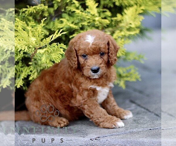 Medium Photo #4 Goldendoodle (Miniature) Puppy For Sale in LANCASTER, PA, USA