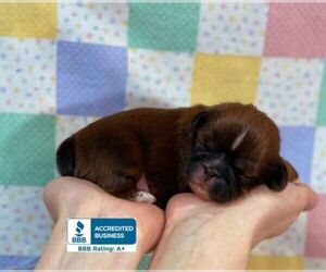Shih Tzu Puppy for sale in WINNSBORO, LA, USA