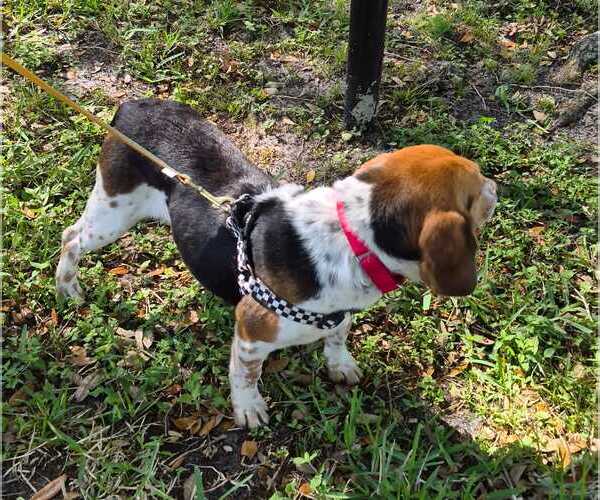 Medium Photo #5 Beagle Puppy For Sale in Dunnellon, FL, USA