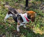 Small #4 Beagle