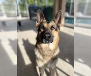 Father of the German Shepherd Dog puppies born on 05/28/2025