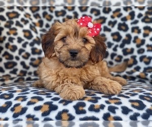 Poodle (Miniature)-Shorkie Tzu Mix Puppy for sale in LAKELAND, FL, USA