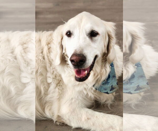 Medium Photo #1 Golden Retriever Puppy For Sale in Sandy, UT, USA