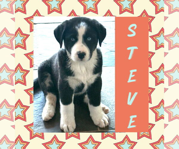 Medium Photo #1 Scottish Collisky Puppy For Sale in Littleton, CO, USA