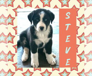 Scottish Collisky Dogs for adoption in Littleton, CO, USA