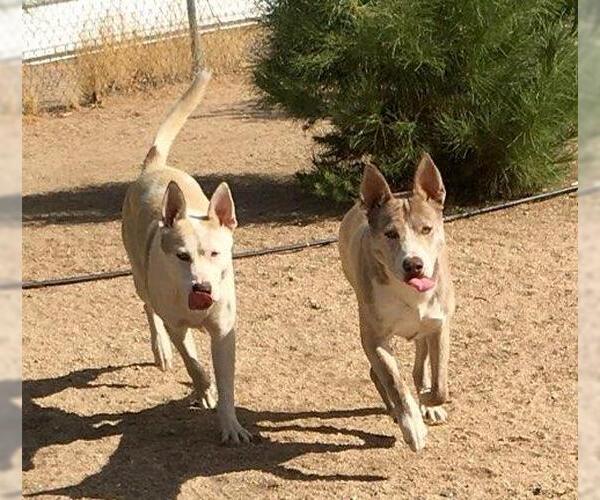 Medium Photo #5 Siberian Husky-Unknown Mix Puppy For Sale in Lancaster, CA, USA