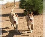 Small #4 Siberian Husky Mix