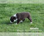 Small Photo #3 Miniature American Shepherd Puppy For Sale in PASCO, WA, USA