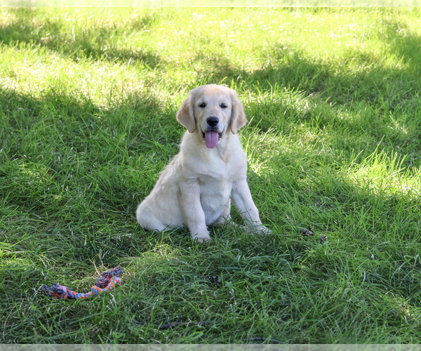 Medium Photo #1 Golden Retriever Puppy For Sale in SYRACUSE, IN, USA