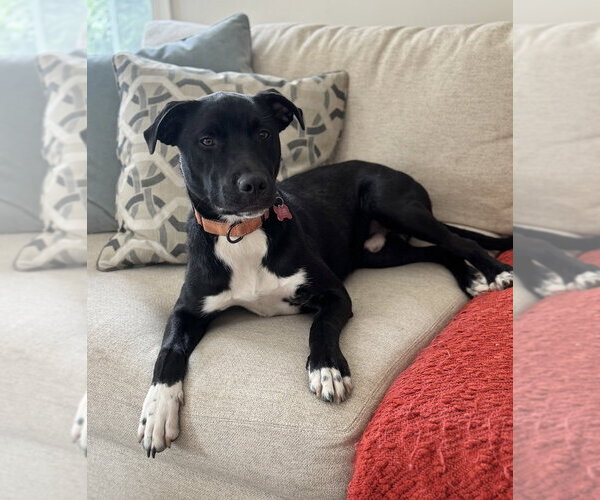 Medium Photo #27 Mutt Puppy For Sale in Boston, MA, USA